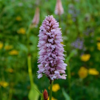 Persicaria bistorta 'Superba'